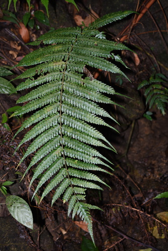 Pteridrys