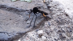 Archilestris wenzeli