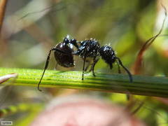 Myrmicaria nigra