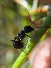 Myrmicaria nigra