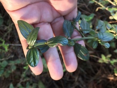 Ceanothus thyrsiflorus