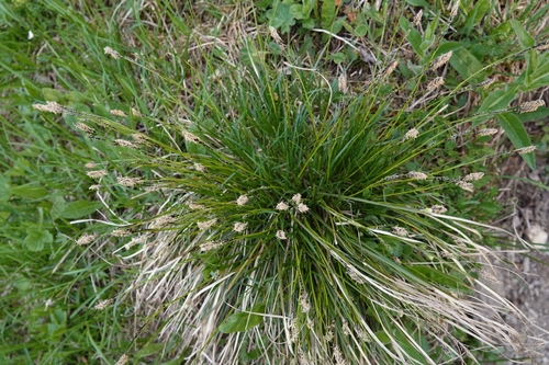 ostrica metlinatá (Carex paniculata)