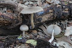 Coprinopsis melanthina