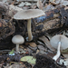 Coprinopsis melanthina - Photo (c) Davide Puddu, some rights reserved (CC BY), uploaded by Davide Puddu