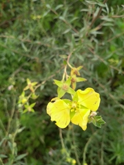 Ludwigia sericea
