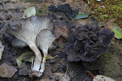 Faerberia carbonaria