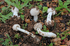 Amanita torrendii