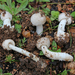 Basidiomycete Fungi - Photo (c) Davide Puddu, some rights reserved (CC BY-NC), uploaded by Davide Puddu