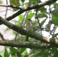 Indicator archipelagicus