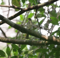 Indicator archipelagicus