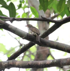 Indicator archipelagicus