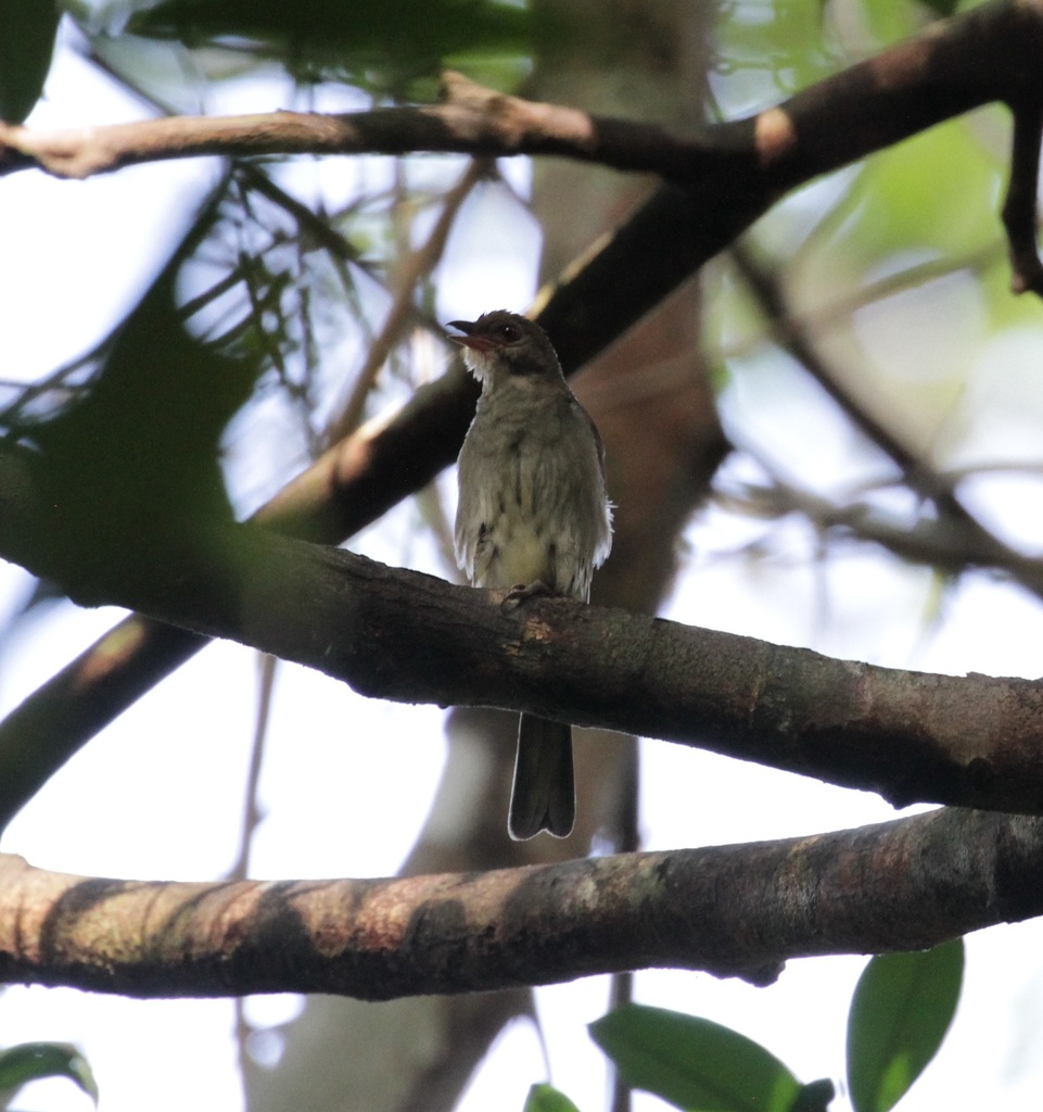 Malaysian Honeyguide