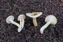 Hygrophorus chrysodon cistophilus