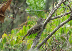 Elaenia sordida