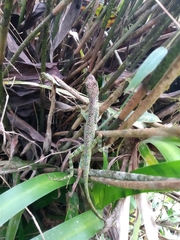 Anolis gemmosus