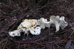 Albatrellus subrubescens