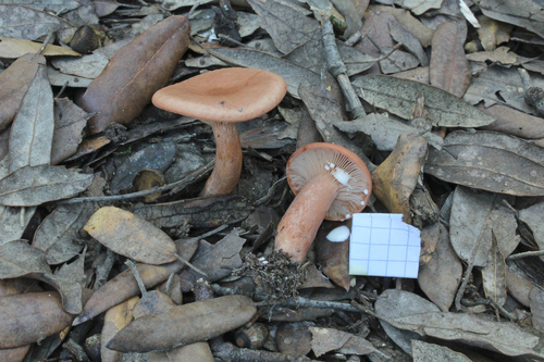 Lactarius decipiens — (c) Davide Puddu, some rights reserved (CC BY)