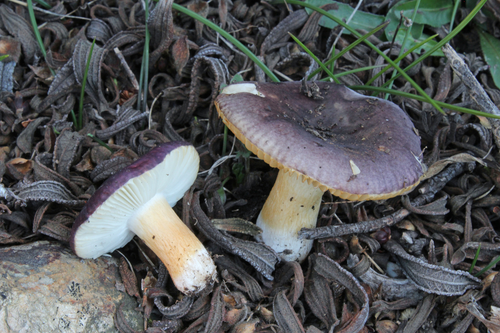 Russula cistoadelpha