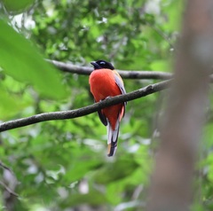 Harpactes duvaucelii