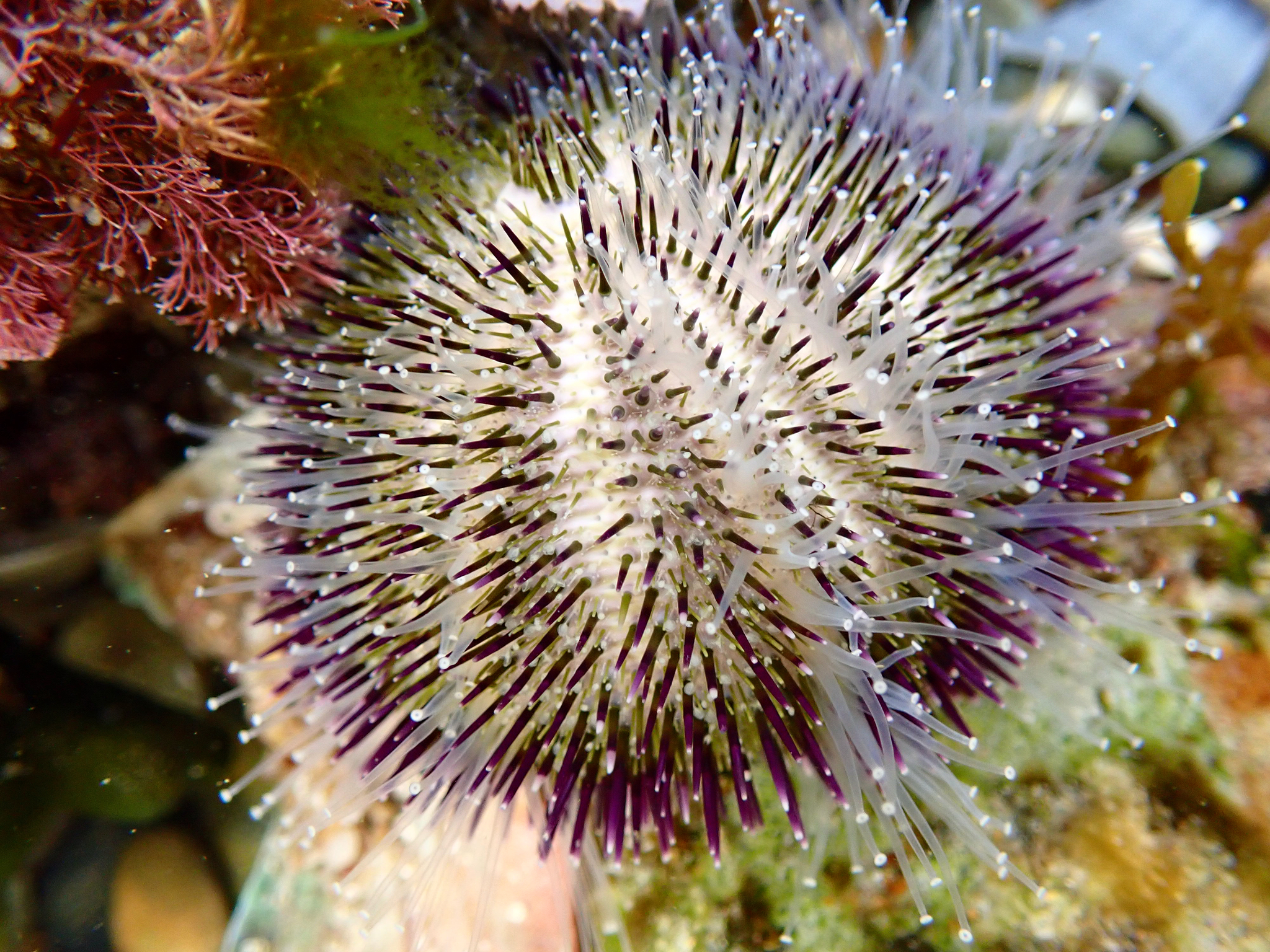 Temnopleurus alexandri · iNaturalist