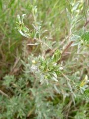 Ludwigia sericea