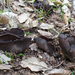 Toad's Ear - Photo (c) Davide Puddu, some rights reserved (CC BY), uploaded by Davide Puddu