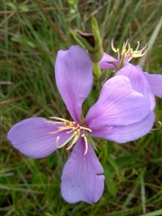 Chaetogastra gracilis