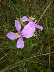 Chaetogastra gracilis