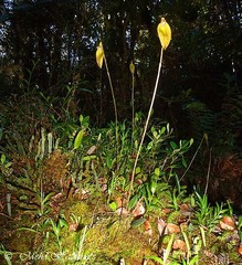 Bulbophyllum muricatum
