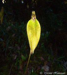 Bulbophyllum muricatum