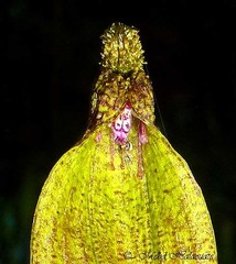 Bulbophyllum muricatum