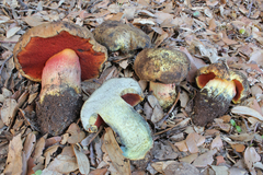 Neoboletus xanthopus