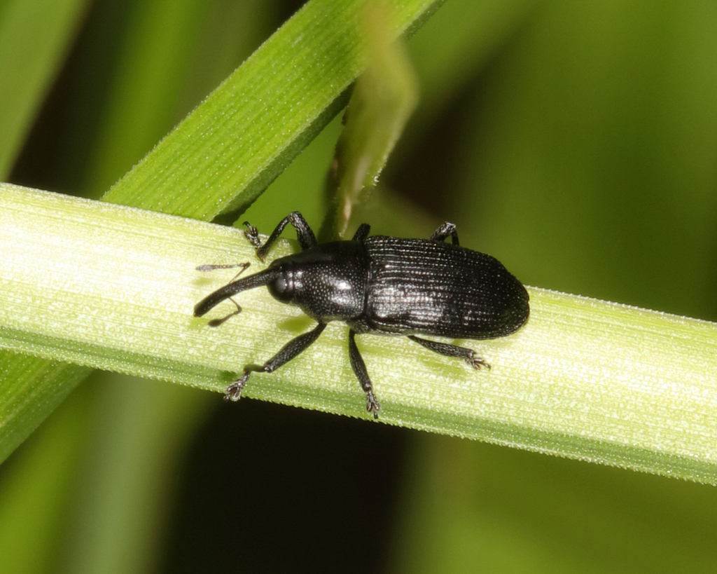 Dirabius rectirostris
