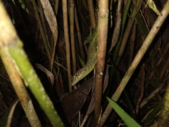 Anolis gemmosus