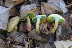 Boletus porosporus image