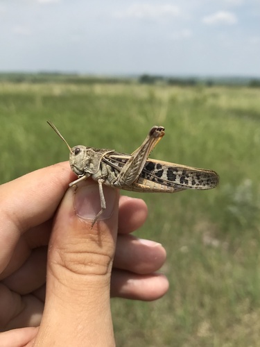 Haldeman's Grasshopper photo 3