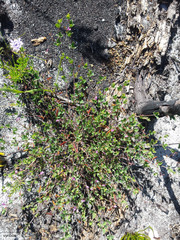 Indigofera sarmentosa