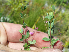 Indigofera sarmentosa