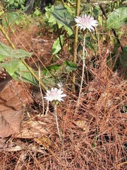 Oreoseris
