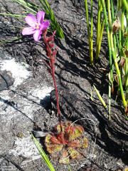 Drosera cuneifolia