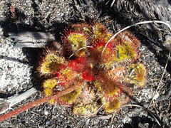 Drosera cuneifolia