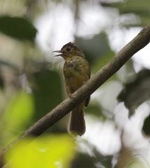 Tricholestes criniger