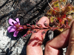 Drosera cuneifolia