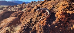 Bar-Shouldered Ctenotus photo 4