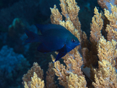 Black Damselfish photo 4