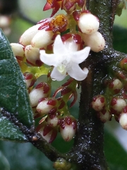 Peponidium