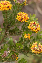 Gastrolobium bilobum