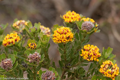 Gastrolobium bilobum