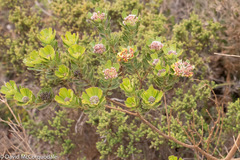 Gastrolobium bilobum