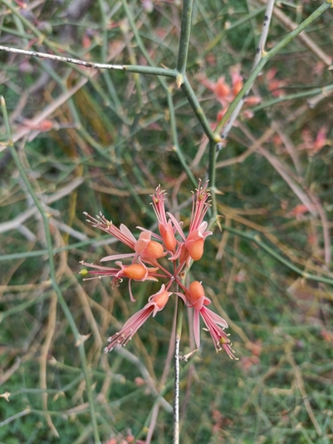 C. aphylla (Capparis decidua)